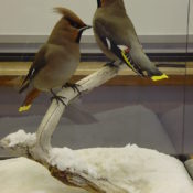 Waxwing by Jack Fishwick 2002