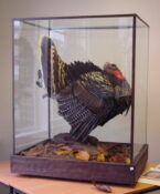 Turkey by Carl Church 2002