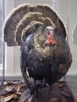 Turkey by Carl Church 2002