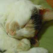 Domestic Cat by Phil Leggett 2002