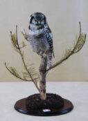 Hawk Owl by Rob Marshall 2013