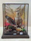 Woodcocks by Stewart Barber 2013