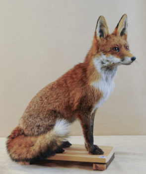 Fox by Dave Hornbrook 2013