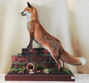 Fox by Stephen Brown 2013