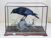 Raven by David Irwin 2013