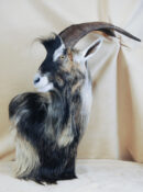 Wild Goat by David Irwin 2013