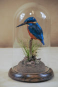 Kingfisher by William Hales 2013