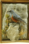 Rock Thrush by William Hales 2013