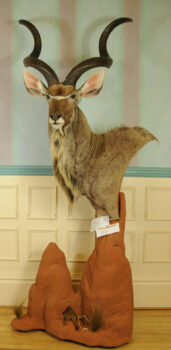 Kudu by Steve Newcombe 2013