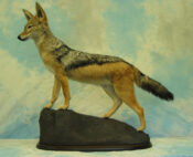 Jackal by David Hollingworth 2004