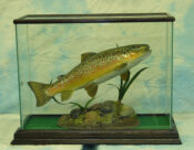 Brown Trout by Peter Scott 2004