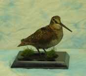 Woodcock by Carl Church 2004