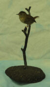Wren by Stephen Toher 2004