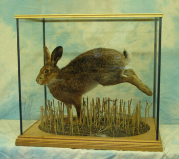 Hare by Dave Hornbrook 2004