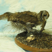 Tawny Owl by Laurence Dowson 2004