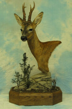 Roe by Colin Scott 2004