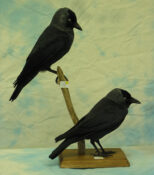 Jackdaws by Patrick Gates 2004