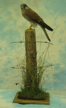 Kestrel by Clair Fowler 2004