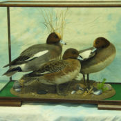 Wigeon by Peter Scott 2004