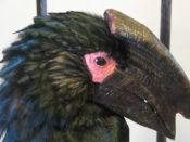 Hornbill by Carl Church 2007