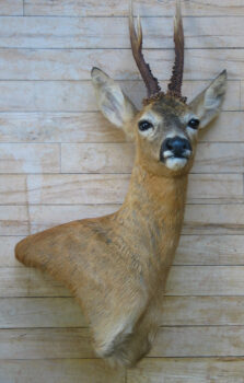 Roe Head by Dave Spaul 2007