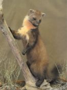 Pine Marten by Dave Hornbrook 2006