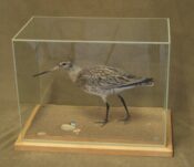 Bar-tailed Godwit by Peter Summers 2006