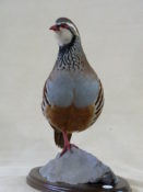 Red-legged Partridge by Mike Gadd 2012