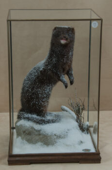 Mink by Judy Perren 2010
