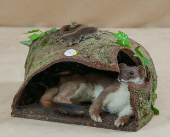 Stoat by Heather Beadle 2010