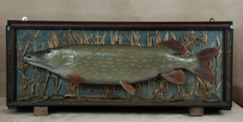 Pike by Colin Scott 2010