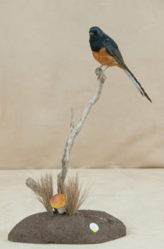 White-rumped Shama by Lee Hanson 2010