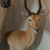 Lechwe Head 2010