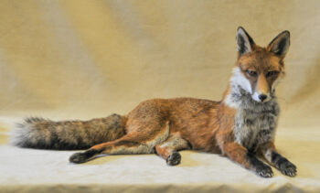 Fox by Dave Hornbrook 2008