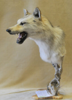 Wolf Head by Steve Newcombe 2008