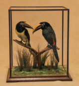 Aracaris by Steve Heyes 2008