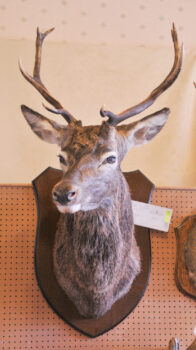 Red Stag Head by Steve Heyes 2008