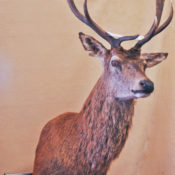 Red Stag Head 2008