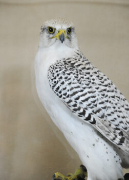 Gyrfalcon by Dave Hollingworth 2009