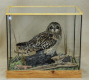 Short-eared Owl by Dave Hornbrook 2009