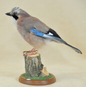 Jay by Martyn Brewer 2009