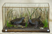 Water Rails by William Hales 2009