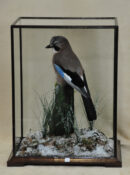 Jay by Steve Heyes 2009