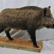 Wild Boar by Paul Taylor 2009