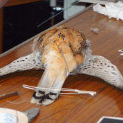 Jack Fishwick Lecture 2009