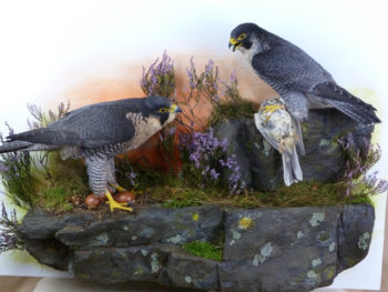 Peregrine Falcon by Mike Gadd 2011