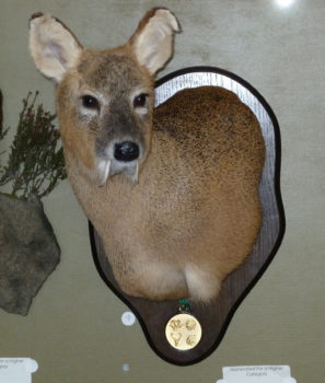 Chinese Water Deer by Dave Hollingworth 2011