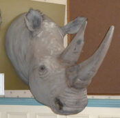 Reproduction Rhino Head 2011