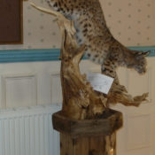 Bobcat by Steve Newcombe 2011