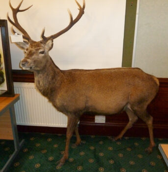 Red Stag by Stuart Jefferies 2011
